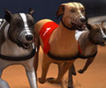 Greyhound Racing